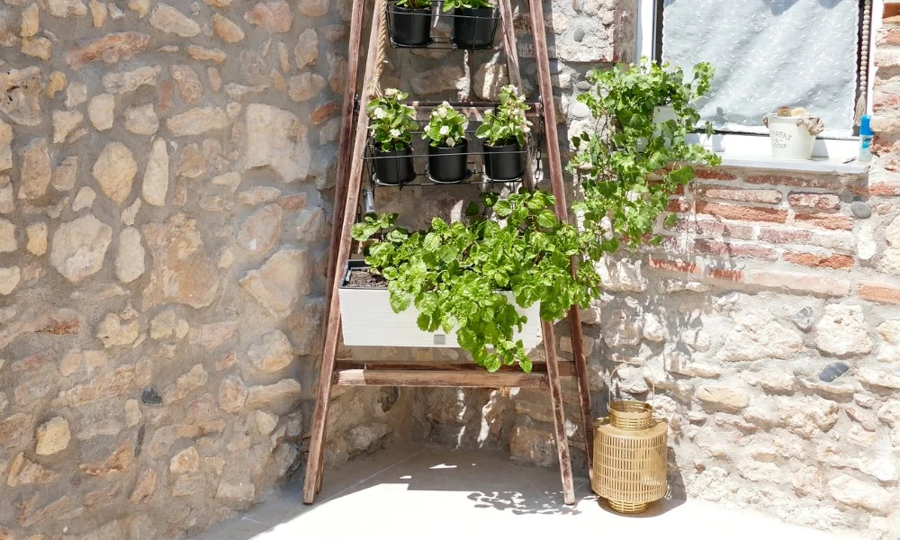 vegetacion para piscinas